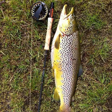 Bualie Apartament Gol